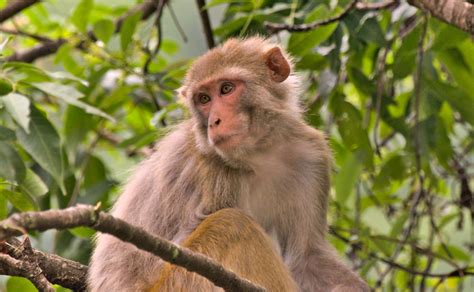 indochinese rhesus macaque